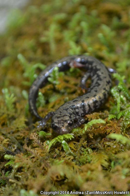 Weller's Salamander (Plethodon welleri)