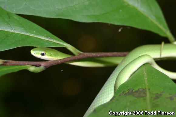 Rough Greensnake (Opheodrys aestivus)