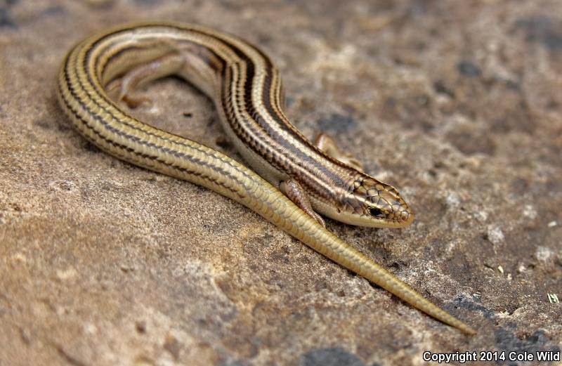 Northern Many-lined Skink (Plestiodon multivirgatus multivirgatus)