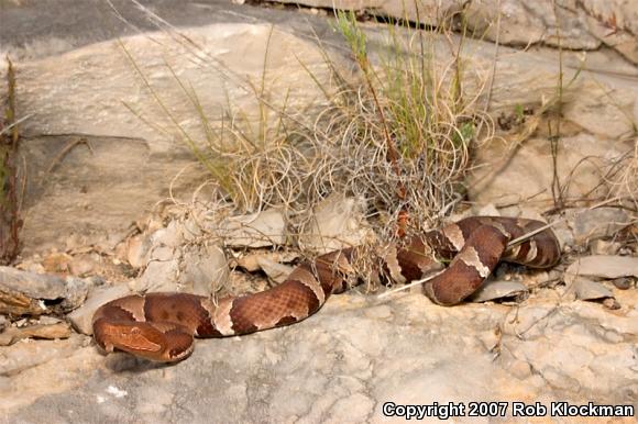 Trans-Pecos Copperhead (Agkistrodon contortrix pictigaster)