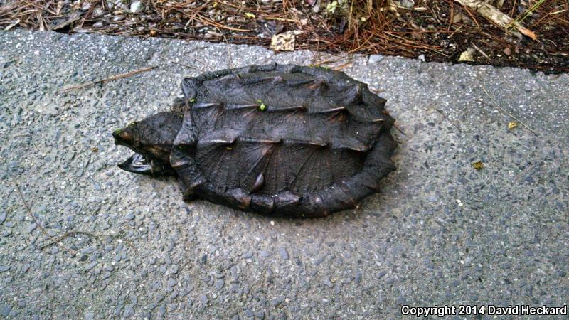 Alligator Snapping Turtle (Macrochelys temminckii)