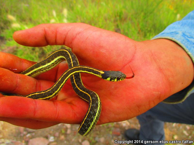 Tropical Black-necked Gartersnake (Thamnophis cyrtopsis collaris)