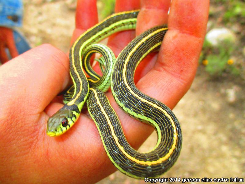 Tropical Black-necked Gartersnake (Thamnophis cyrtopsis collaris)