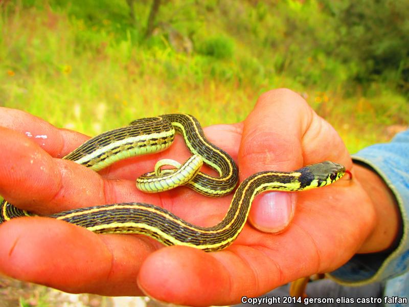 Tropical Black-necked Gartersnake (Thamnophis cyrtopsis collaris)