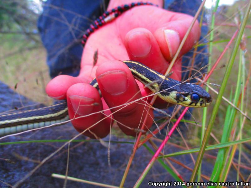 Tropical Black-necked Gartersnake (Thamnophis cyrtopsis collaris)