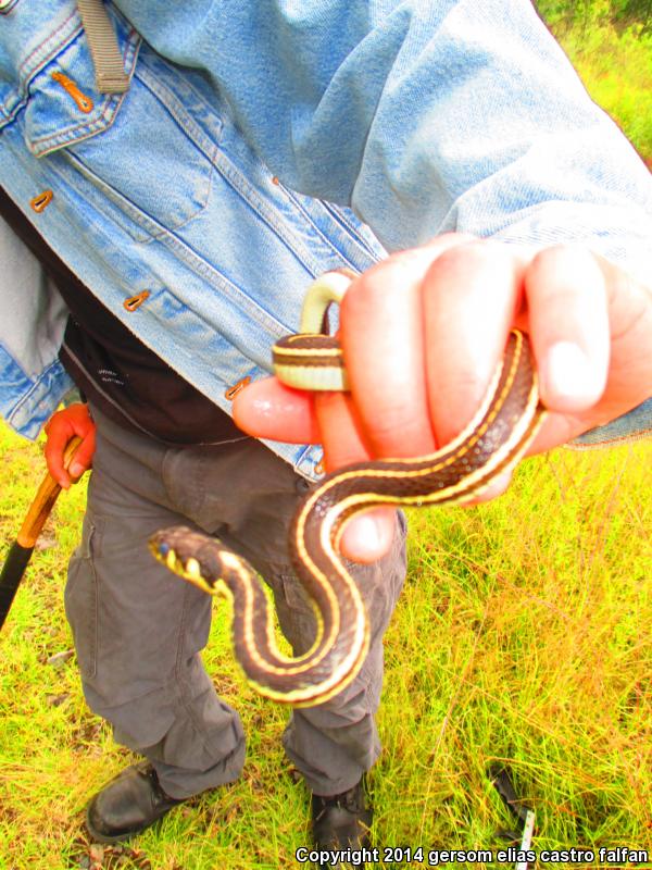 Tropical Black-necked Gartersnake (Thamnophis cyrtopsis collaris)