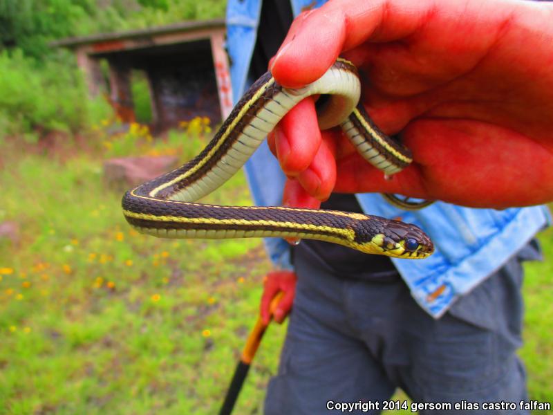 Tropical Black-necked Gartersnake (Thamnophis cyrtopsis collaris)