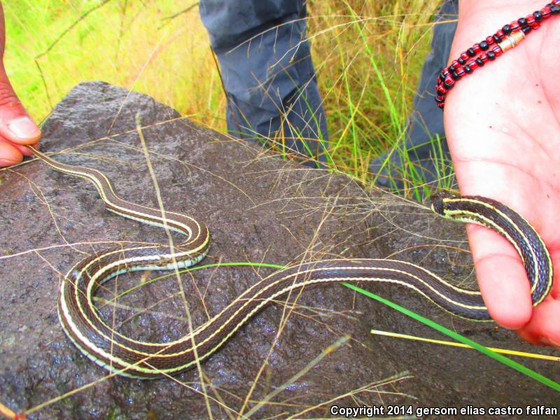 Tropical Black-necked Gartersnake (Thamnophis cyrtopsis collaris)