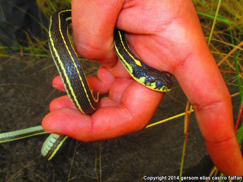 Tropical Black-necked Gartersnake (Thamnophis cyrtopsis collaris)