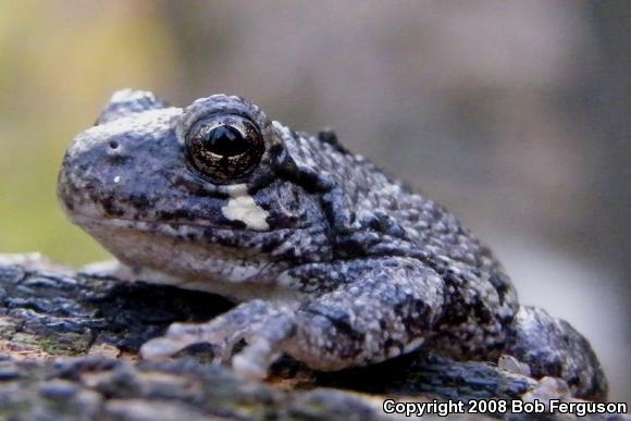 Gray Treefrog (Hyla versicolor)