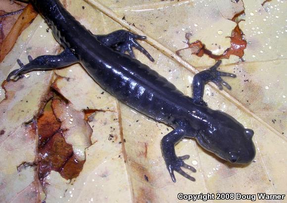 Jefferson Salamander (Ambystoma jeffersonianum)