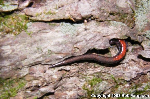 Eastern Red-backed Salamander (Plethodon cinereus)