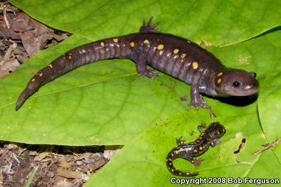 Spotted Salamander (Ambystoma maculatum)