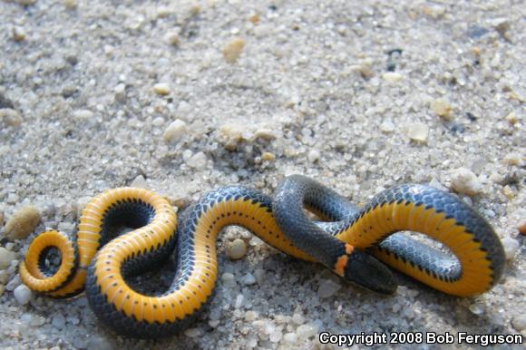 Southern Ring-necked Snake (Diadophis punctatus punctatus)