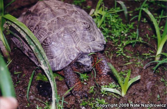 Wood Turtle (Glyptemys insculpta)