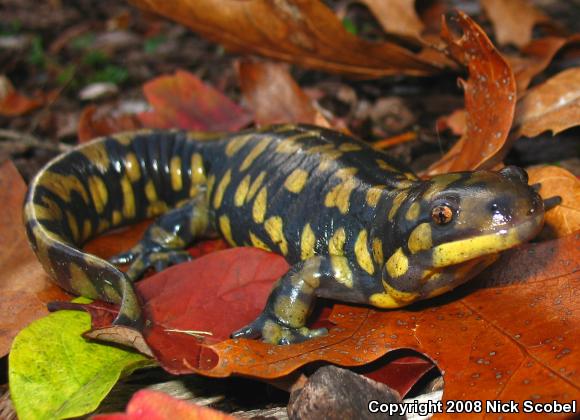 Eastern Tiger Salamander (Ambystoma tigrinum tigrinum)