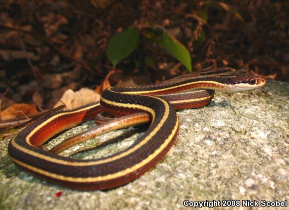 Northern Ribbonsnake (Thamnophis sauritus septentrionalis)