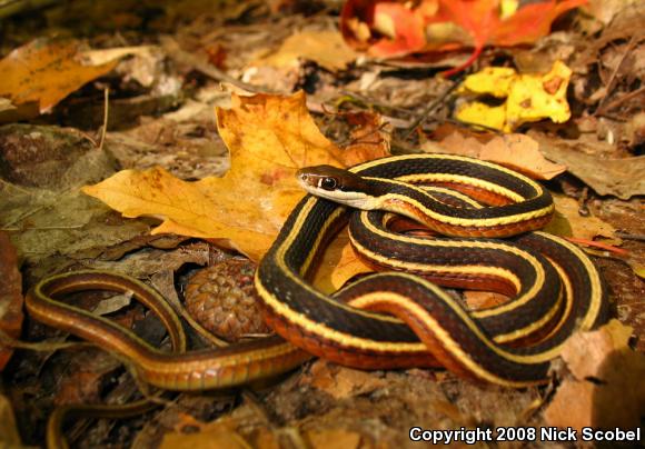 Northern Ribbonsnake (Thamnophis sauritus septentrionalis)