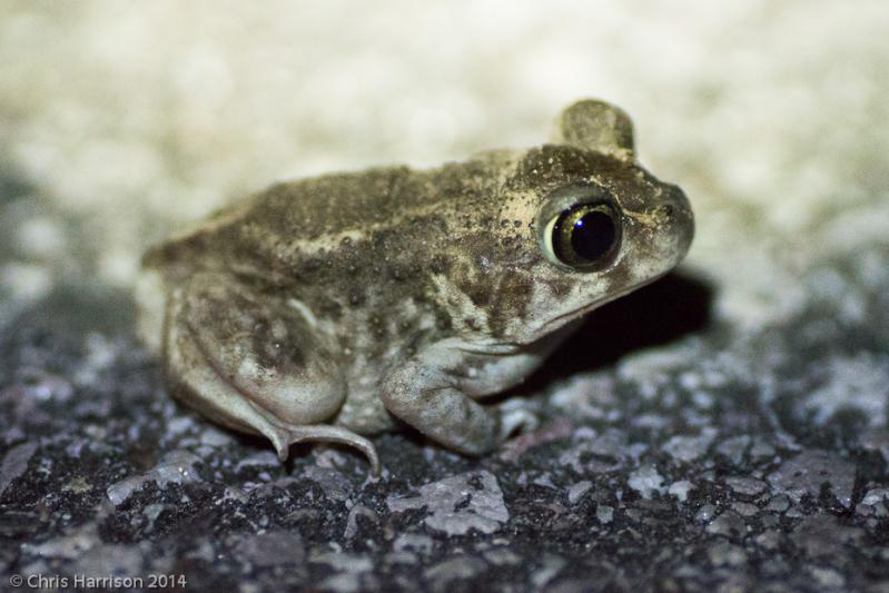 Hurter's Spadefoot (Scaphiopus hurterii)