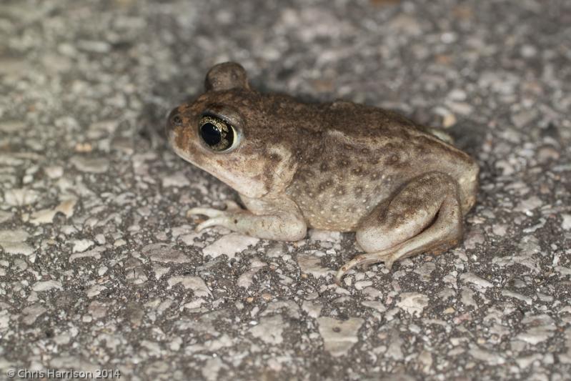 Hurter's Spadefoot (Scaphiopus hurterii)