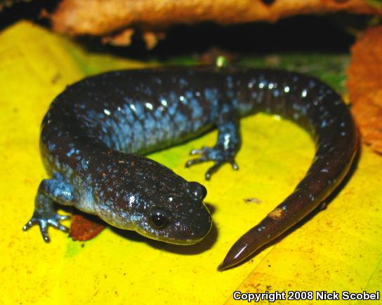 Silvery Salamander (Ambystoma platineum)