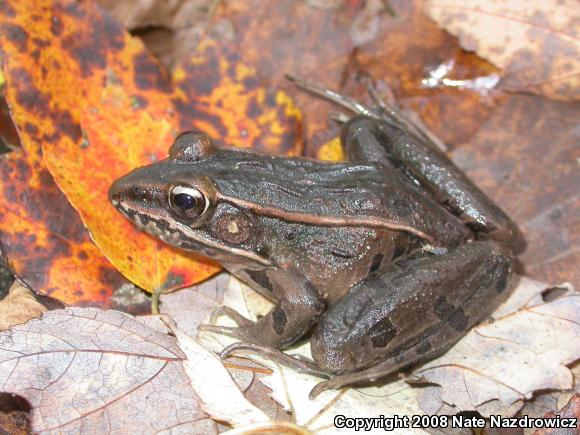 Southern Leopard Frog (Lithobates sphenocephalus utricularius)