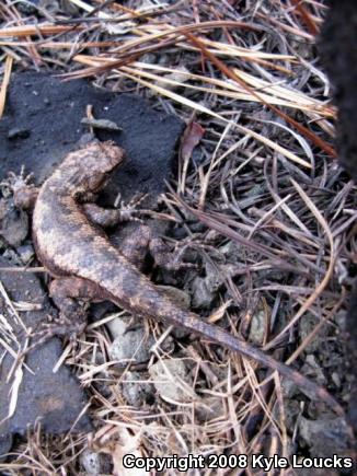 Eastern Fence Lizard (Sceloporus undulatus)