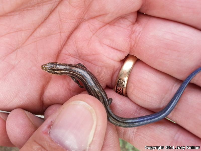 Northern Many-lined Skink (Plestiodon multivirgatus multivirgatus)