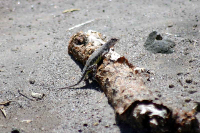 Carmen Island Zebra-tailed Lizard (Callisaurus draconoides carmenensis)