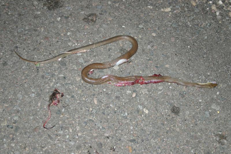 Baja California Rat Snake (Bogertophis rosaliae)