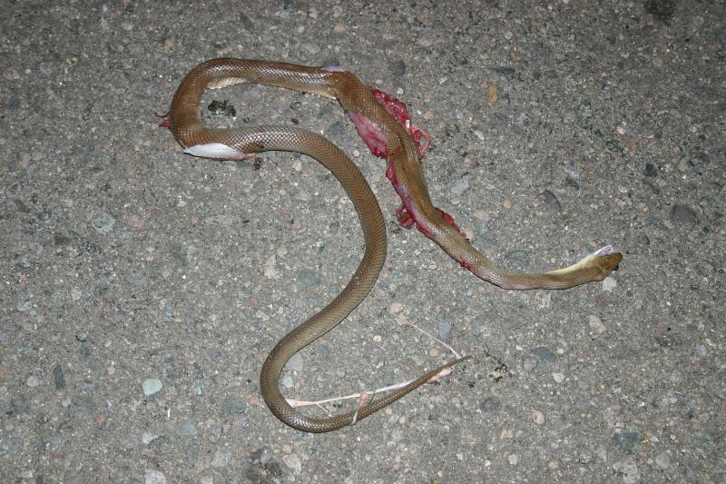 Baja California Rat Snake (Bogertophis rosaliae)