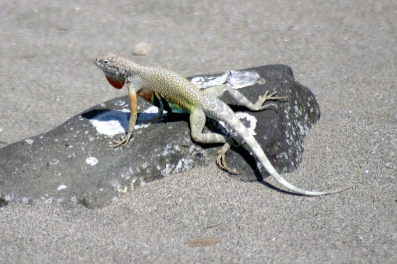 Carmen Island Zebra-tailed Lizard (Callisaurus draconoides carmenensis)