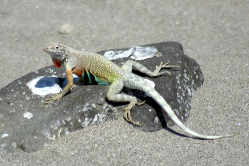 Carmen Island Zebra-tailed Lizard (Callisaurus draconoides carmenensis)