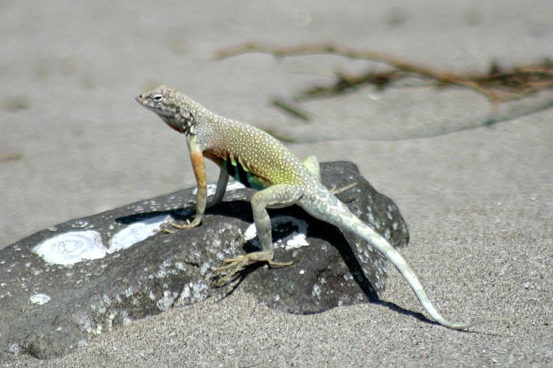 Carmen Island Zebra-tailed Lizard (Callisaurus draconoides carmenensis)