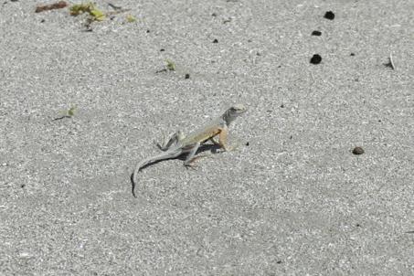 Carmen Island Zebra-tailed Lizard (Callisaurus draconoides carmenensis)