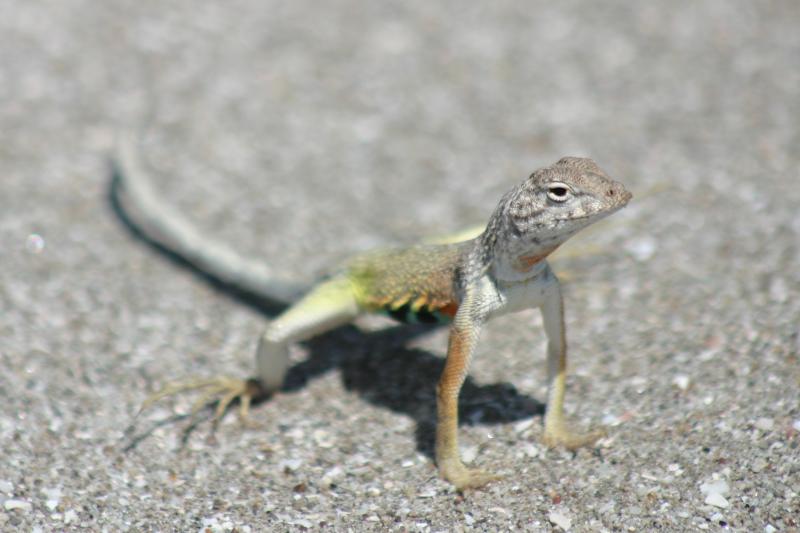 Carmen Island Zebra-tailed Lizard (Callisaurus draconoides carmenensis)