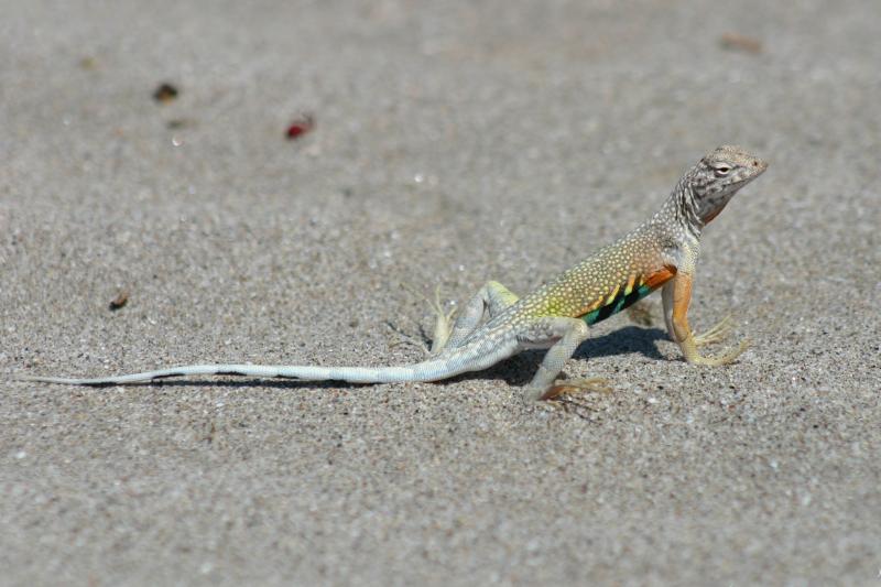 Carmen Island Zebra-tailed Lizard (Callisaurus draconoides carmenensis)