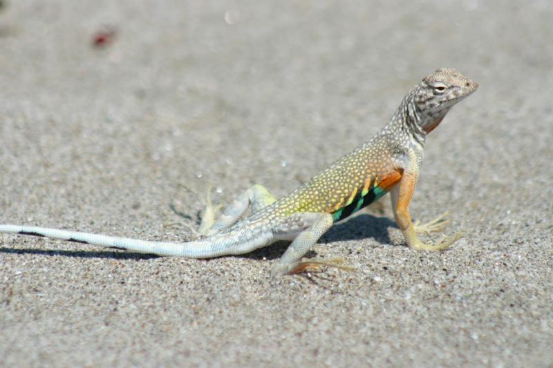 Carmen Island Zebra-tailed Lizard (Callisaurus draconoides carmenensis)