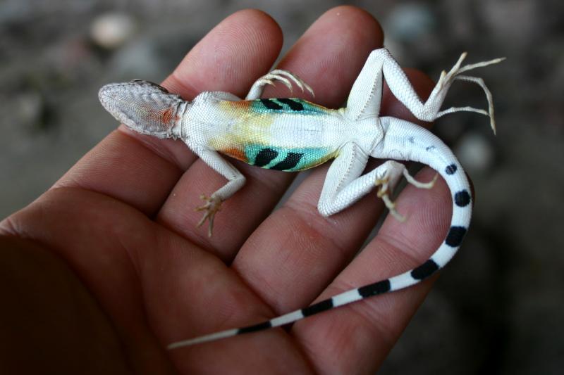 Carmen Island Zebra-tailed Lizard (Callisaurus draconoides carmenensis)