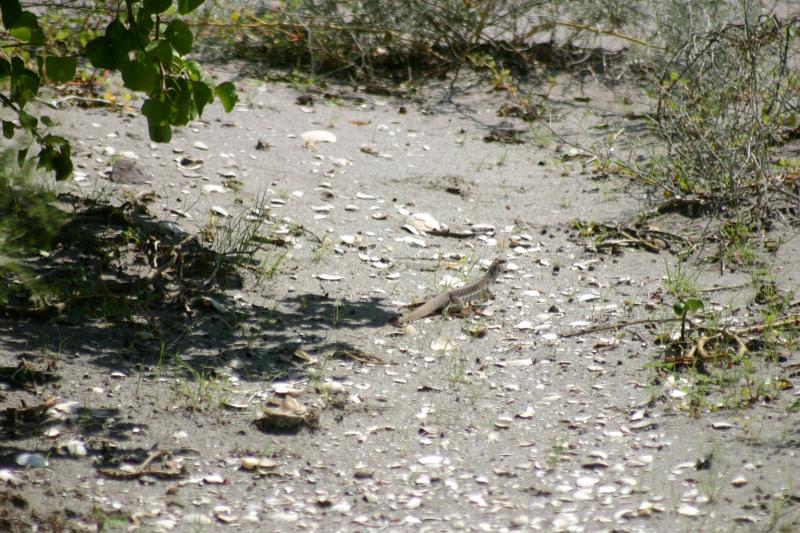 San Lucan Desert Iguana (Dipsosaurus dorsalis lucasensis)