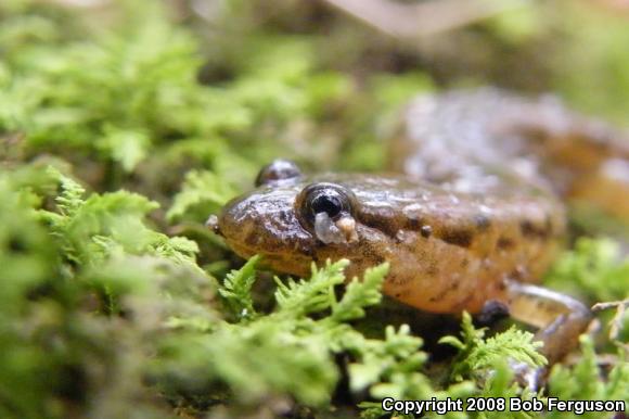 Northern Dusky Salamander (Desmognathus fuscus)