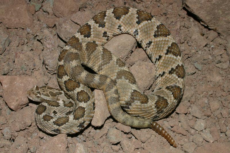 Lower California Rattlesnake (Crotalus enyo enyo)