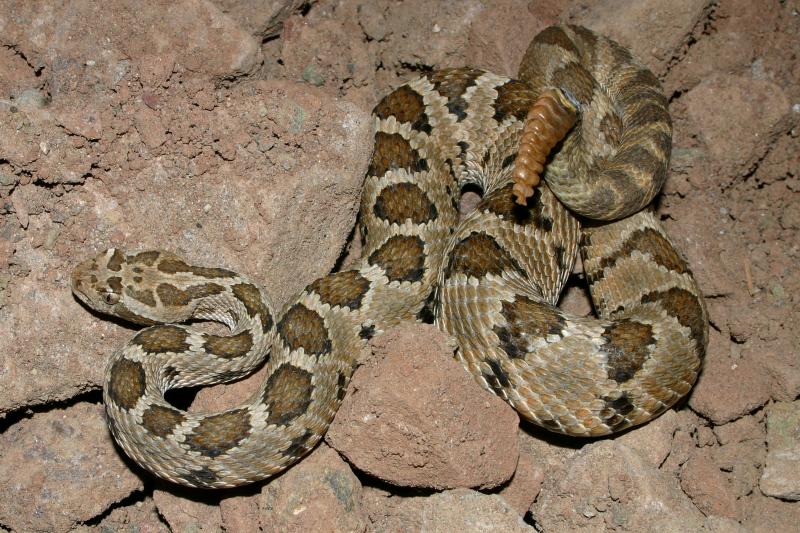 Lower California Rattlesnake (Crotalus enyo enyo)