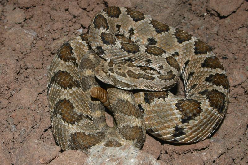 Lower California Rattlesnake (Crotalus enyo enyo)