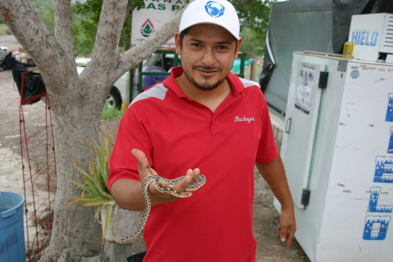 San Lucan Gopher Snake (Pituophis vertebralis)