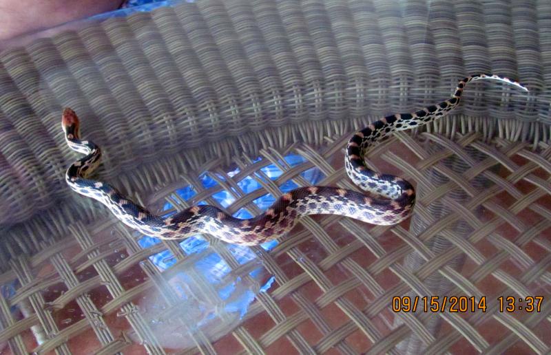 San Lucan Gopher Snake (Pituophis vertebralis)