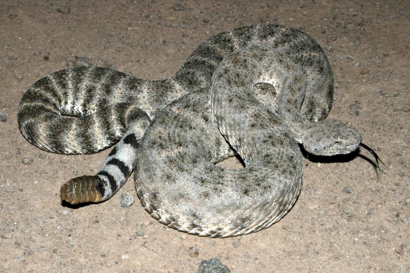 San Lucan Speckled Rattlesnake (Crotalus mitchellii mitchellii)