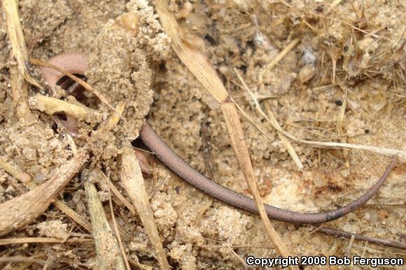 Little Brown Skink (Scincella lateralis)