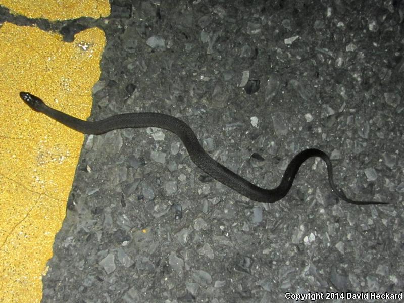 Mississippi Green Watersnake (Nerodia cyclopion)