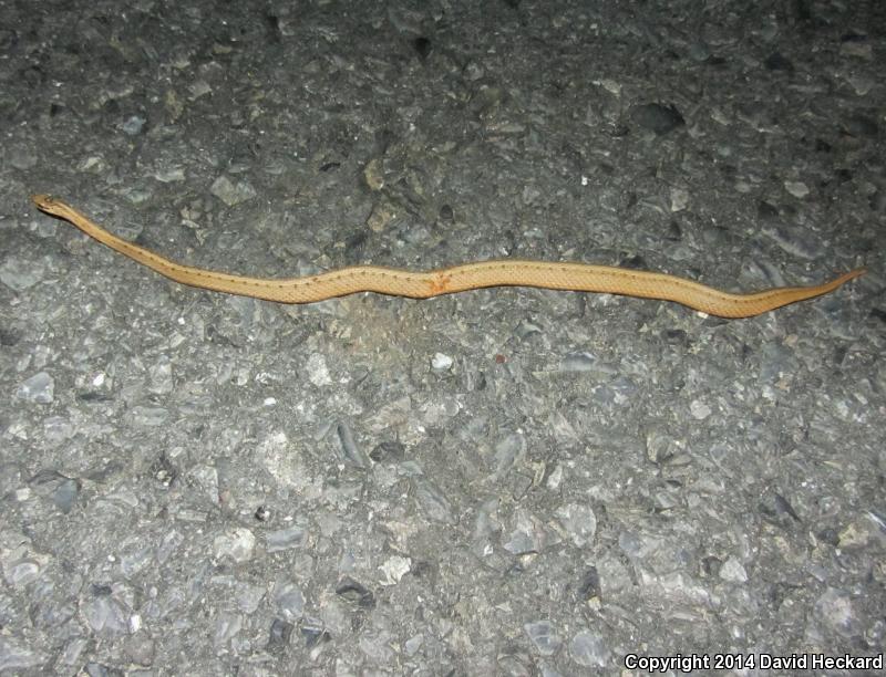 Marsh Brownsnake (Storeria dekayi limnetes)